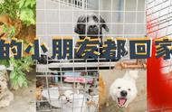 【重磅消息】温江地区推出2904只可爱宠物等你来领养！