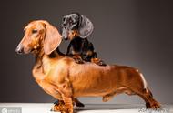 探索腊肠犬：一种独特的猎犬品种