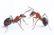 蚂蚁的秘密：探索生活中的微小世界
