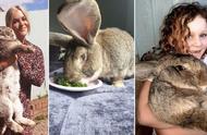 国外巨型宠物兔惊破吉尼斯世界纪录！