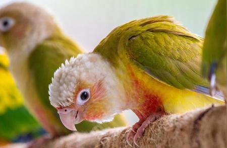 家养鹦鹉品种大揭秘：如何选择最适合你的鹦鹉伙伴？