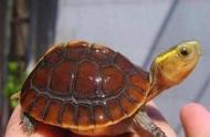 黄缘龟：半水龟中的王者，养龟进阶的必备选择