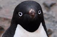 濒危中的阿德利企鹅：生存挑战与保护行动