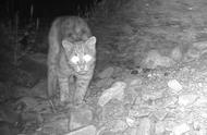 震撼！宁夏贺兰山首次记录到神秘豹猫身影