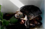 探索中国龟鳖的奇妙分类世界