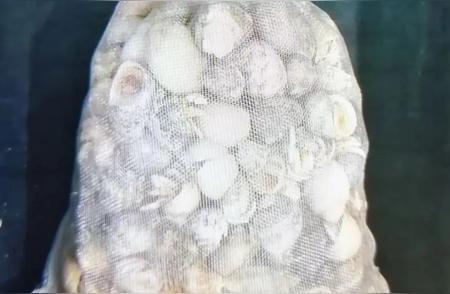 拱北海关惊现176只活体澳洲陆寄居蟹，揭秘背后真相