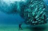 摄影师镜头下的求偶鱼群龙卷风：自然奇观震撼心灵