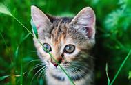 揭秘！公认最难养的五种猫，你养了吗？