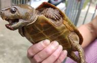 村民山中奇遇：偶遇罕见的一级保护动物小乌龟
