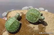 揭秘巴西龟的寿命之谜：如何延长它们的生命？