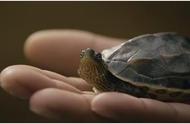 探索中华花龟：国龟之“花”的魅力