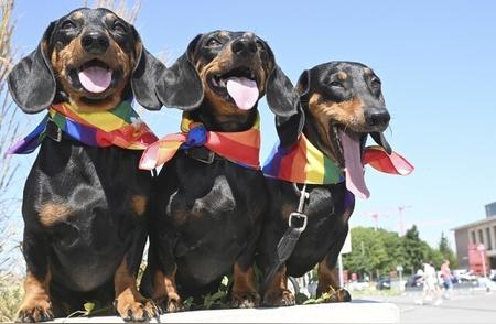 德国养犬争议升级：腊肠犬命运成关注焦点