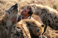 揭秘非洲鬣狗：犬科中的王者