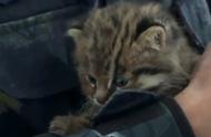 探索未知：吉林居民意外发现豹猫幼崽的奇妙旅程