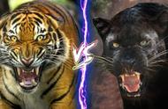 终极对决：老虎与黑豹，谁能成为王者？