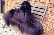 揭秘阿富汗猎犬：世界上最漂亮毛发的传奇犬种