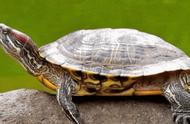 巴西龟：揭秘它的独特习性