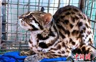 揭秘云南女子的宠物猫：意外发现珍稀豹猫的故事