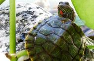 巴西龟冬眠温度：保持适宜，确保健康