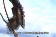 揭秘阿根廷巨鹰：世界之巅的飞行传奇
