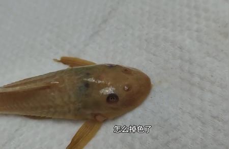 金苔鼠与清道夫鱼的养护挑战