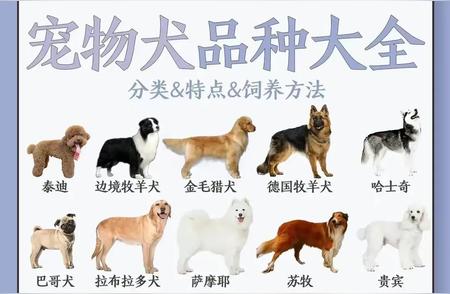 热门宠物狗品种大盘点：你最喜欢哪一种？