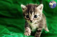揭秘世界上最小的猫咪：萌态可掬，让人无法抗拒