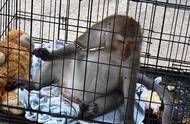 揭秘：为何从小饲养的猴子长大后对主人极具攻击性