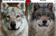 捷克狼犬：比哈士奇更像狼，但饲养挑战不小