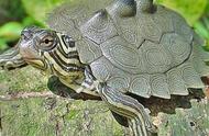 新手养龟首选：地图龟的魅力与养护技巧