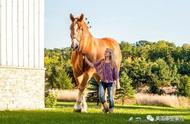震惊！全球最高的马匹离世，身高2米体重1吨，温柔巨人的传奇一生