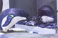 上海海昌海洋公园刷新纪录：阿德利企鹅成功产下15枚蛋