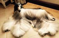 阿富汗猎犬：优雅毛发的魅力展现