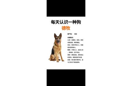 德牧：认识这种忠诚的德国牧羊犬