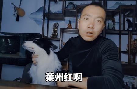 中大型犬必修科目详解：为何它们至关重要？