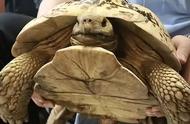 上海小区惊现豹纹陆龟：外来物种为何也受到保护？