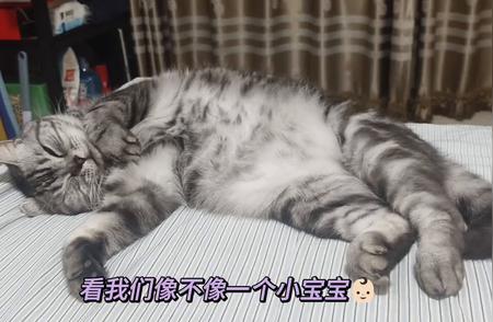 美短虎斑猫：特点与养护指南