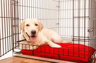 如何安全有效地训练狗狗爱上笼子？