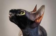 揭秘恶魔附体的猫咪：神秘又迷人的生物