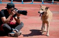 义工免费为流浪狗拍照，为它们带来爱的可能