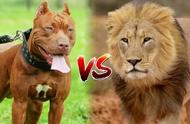 犬猫科霸主对决：比特犬与狮子的王者之争