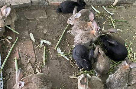 揭秘兔子繁育：从交配到新生命的诞生