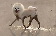 博美犬的泥潭冒险记：小短腿也能玩出大长腿的风采