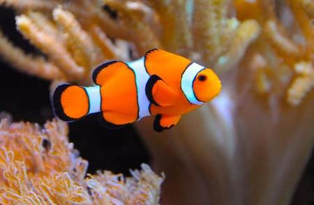 揭秘小丑鱼的独特繁殖方式：色彩斑斓背后的生命奇迹
