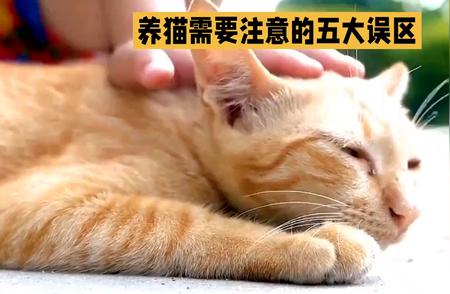 揭秘养猫五大常见误区，正确呵护小猫咪！