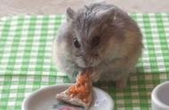 揭秘仓鼠惊人的食量：为什么它们如此能吃？