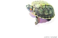 深度解析：鳄龟与巴西龟的异同
