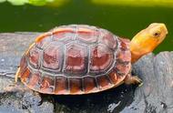 黄缘闭壳龟：国家保护动物的身份揭秘