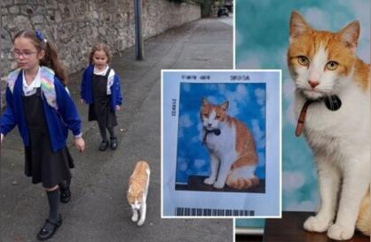 揭秘英国那只上学的猫咪，学生照背后的故事你知道吗？