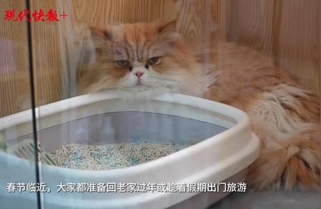 春节将至，南京宠物寄养需求激增